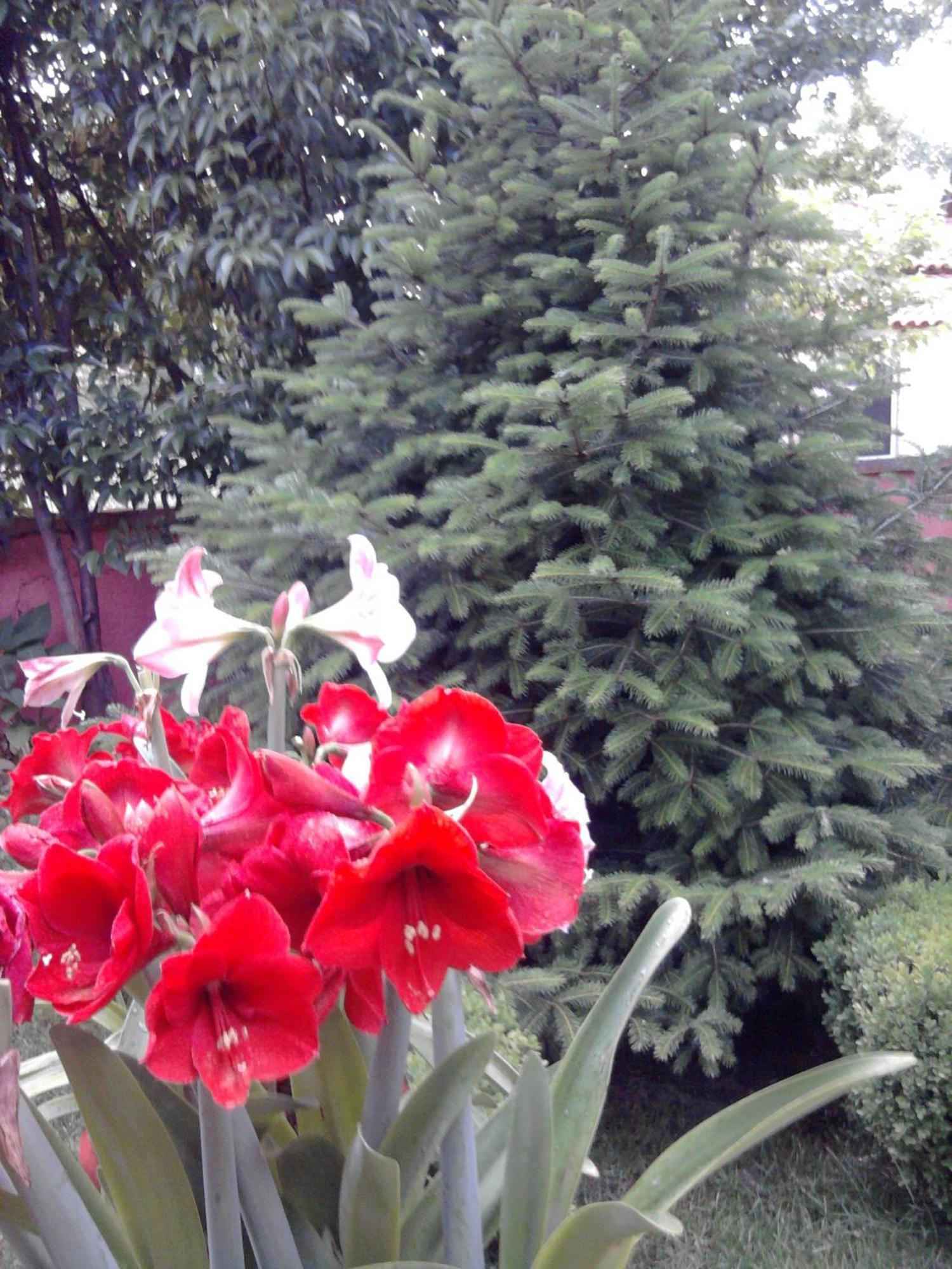 Sofia Rooms Калампака Екстериор снимка